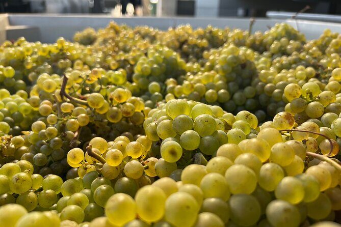 Custom Willamette Wine Tours from The Allison Inn and Spa - A Deep Dive into the Experience