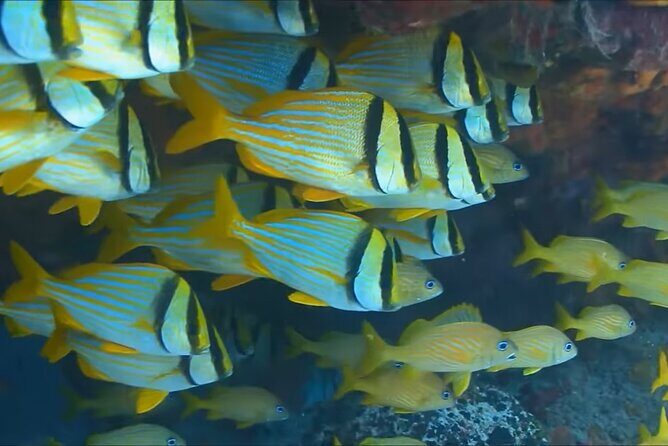 Customize Snorkeling with Option shopping Lunch & Stop local food - A Closer Look at the Montego Bay Snorkeling Tour