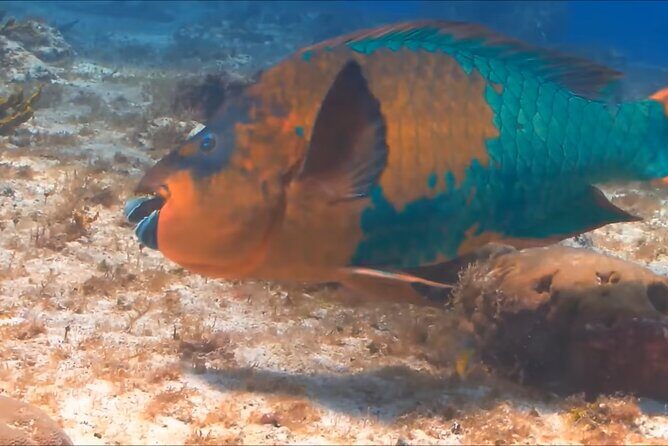 Customize Snorkeling with Option shopping Lunch & Stop local food - Who Should Consider This Tour?