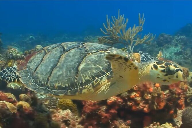 Customize Snorkeling with Option shopping Lunch & Stop local food - FAQ