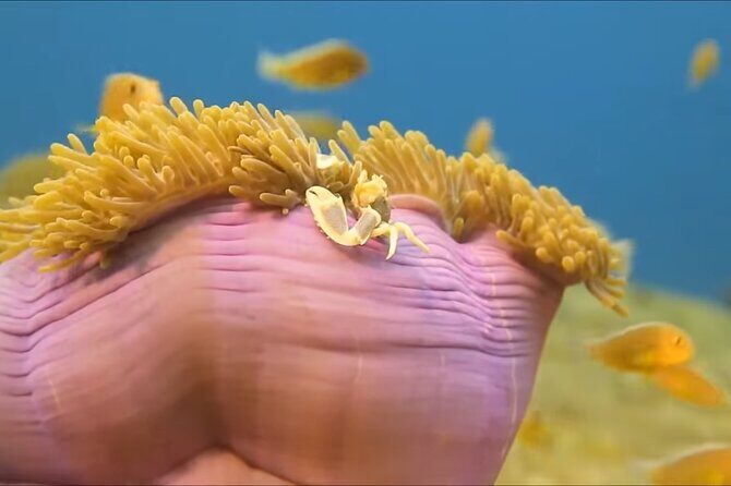 Customize Snorkeling with Option shopping Lunch & Stop local food - Final Thoughts