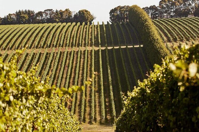 Customized private winery day tour in Mornington Peninsula at your own choices - Key Points