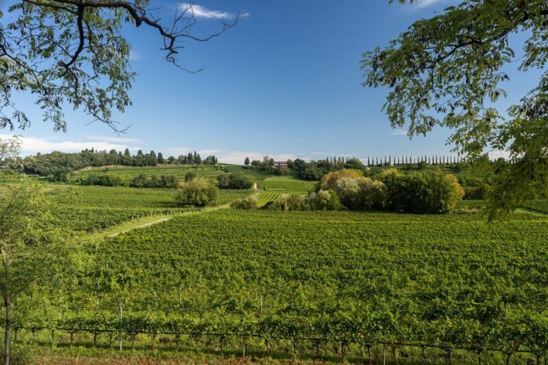 Custoza: Organic Wine Tasting with Vineyard and Cellar Tour - Key Points