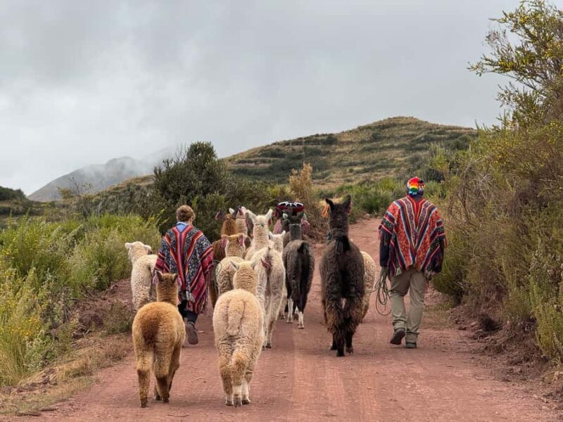 Cuzco: Nature walk with alpacas and llamas. - Key Points