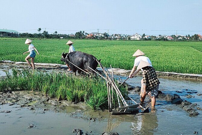 Cycling, Buffalo, Basket Boat ride in Hoi An - The Sum Up