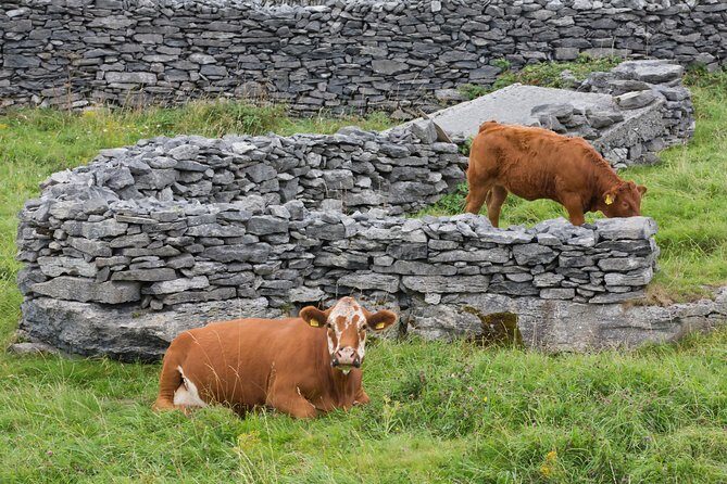 Cycling on Inisheer Island, Aran Islands. Self Guided. Full Day. - Key Points