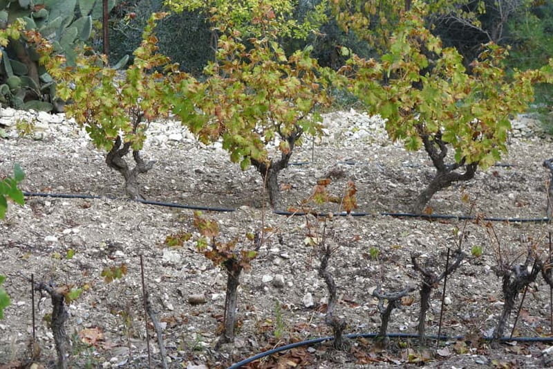 Cyprus: Troodos Mountain Food & Wine Tasting Tour with Lunch - Key Points