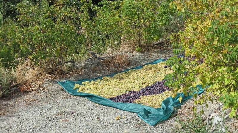 Cyprus: Troodos Mountains Villages and Wineries Tour - Frequently Asked Questions