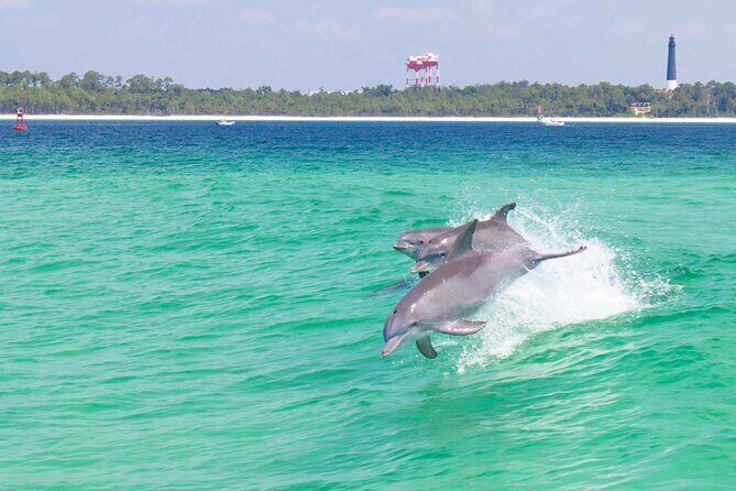 Daily Dolphin Cruise + Sightseeing Tour on Pensacola Beach - A Closer Look at the Pensacola Dolphin Cruise Experience