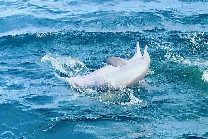 Daily Dolphin Cruise + Sightseeing Tour on Pensacola Beach - Why You Should Consider This Dolphin Cruise