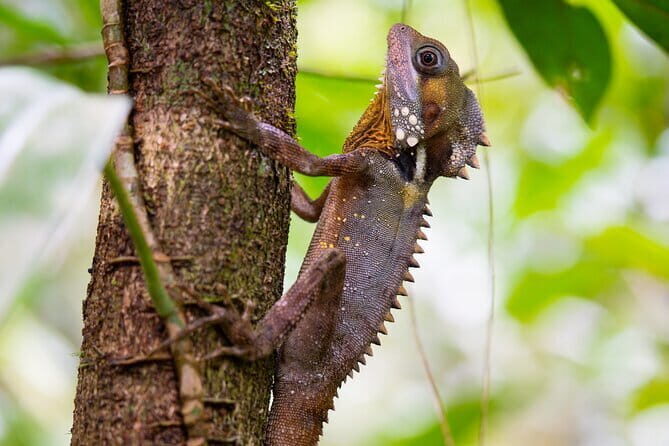 Daintree Ancient Giants Easy Rainforest Hike, Beach, Swim & Lunch - Frequently Asked Questions