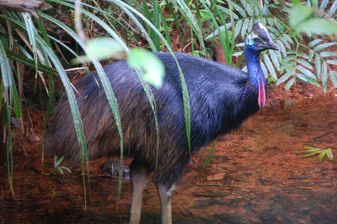 Daintree Discovery Centre Single Pass - The Sum Up: The Value of the Daintree Discovery Centre Single Pass