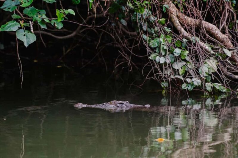 Daintree: Guided Daintree River Wildlife Cruise - Key Points