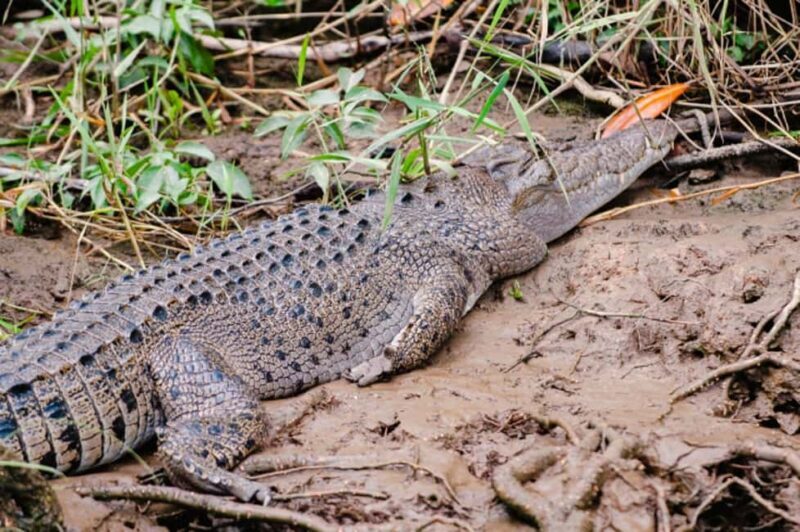 Daintree: Guided Daintree River Wildlife Cruise - Exploring the Daintree River Wildlife Cruise
