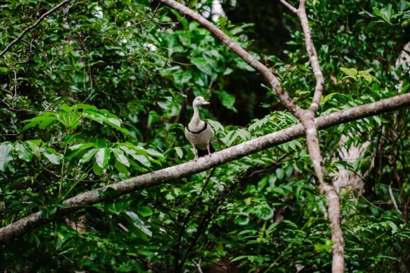 Daintree: Guided Daintree River Wildlife Cruise - Who Should Consider This Tour