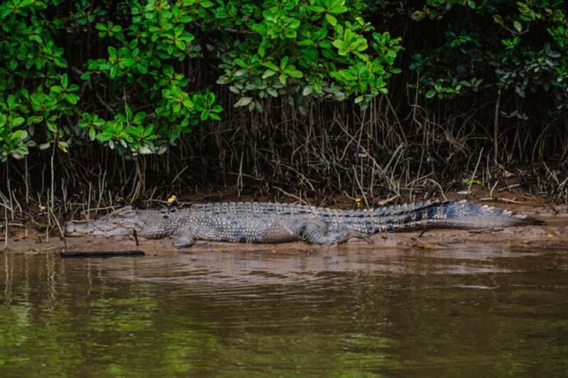 Daintree: Guided Daintree River Wildlife Cruise - FAQ