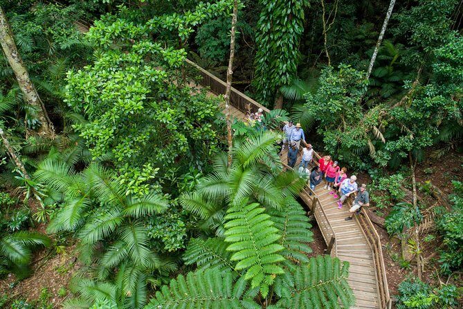 Daintree Rainforest and Cape Tribulation Full Day Tour - An Authentic Day in the Daintree Rainforest and Cape Tribulation