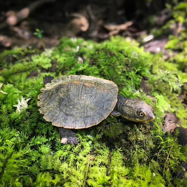 Daintree Rainforest: Magic Waterfall Walk with Lunch & Swim - Discovering the Heart of the Daintree Rainforest