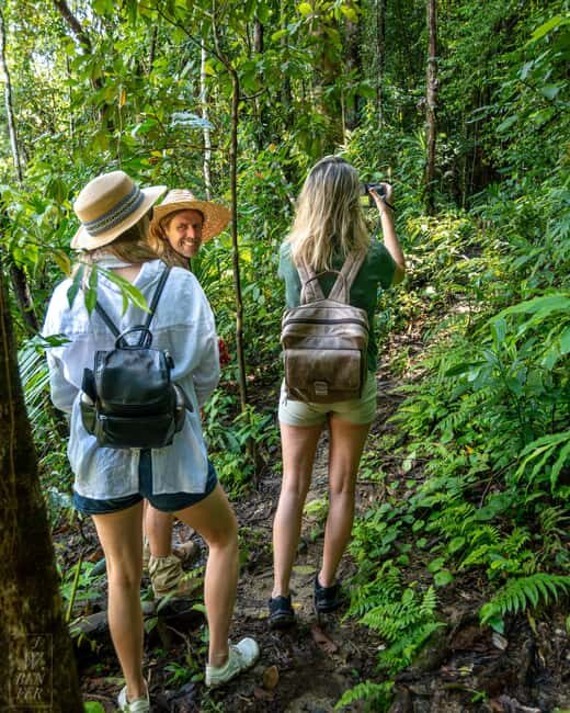 Daintree Rainforest: Magic Waterfall Walk with Lunch & Swim - Practical Tips for Visiting