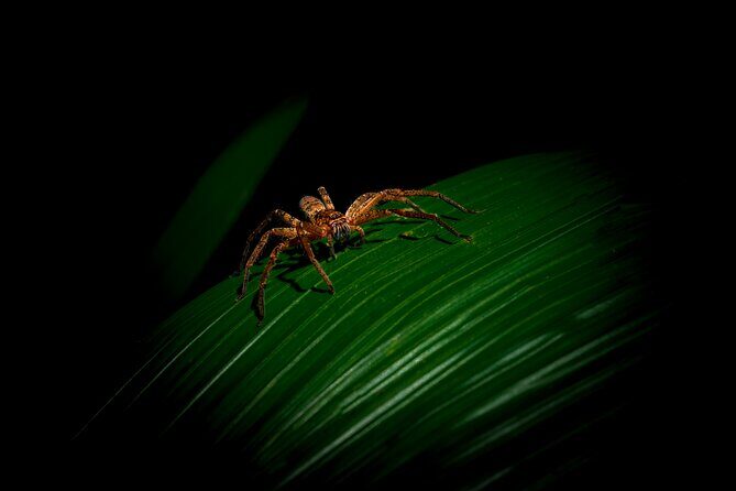 Daintree Rainforest Night Walk in Cape Tribulation - Experience the Magic of the Daintree Rainforest Night Walk in Cape Tribulation