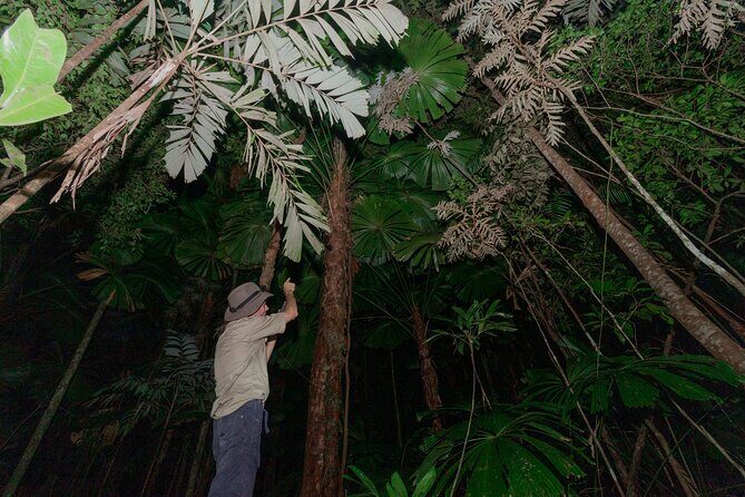 Daintree Rainforest Night Walk in Cape Tribulation - A Deep Dive into the Daintree Night Walk Experience