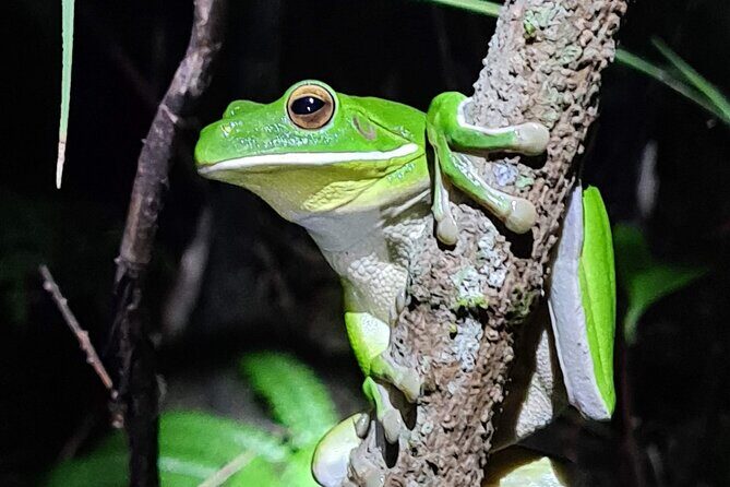 Daintree Rainforest Night Walk in Cape Tribulation - Possible Considerations