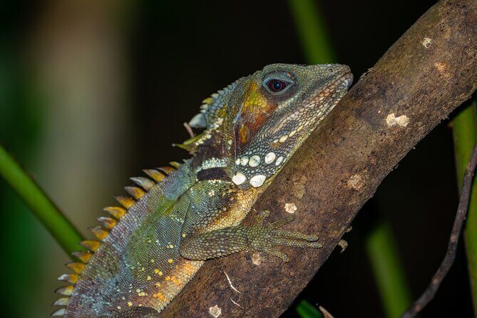 Daintree Rainforest Night Walk in Cape Tribulation - Final Thoughts: Who Is This Tour Perfect For?