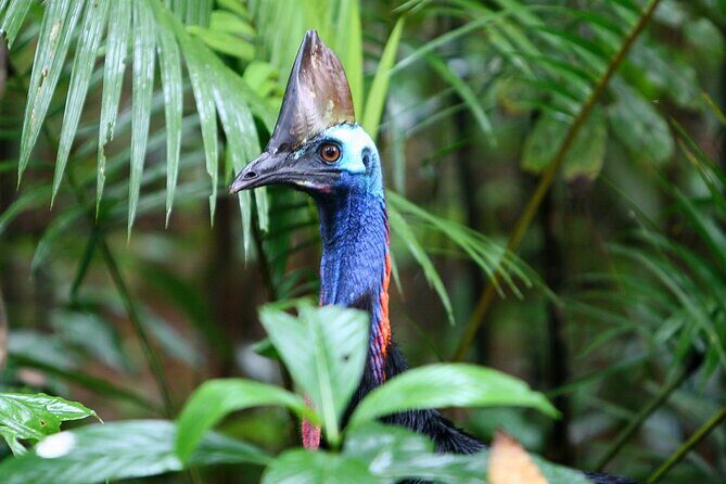 Daintree Rainforest Night Walk in Cape Tribulation - FAQs