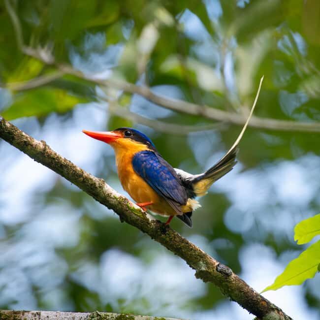 Daintree Rainforest: Waterfall Walk, Swim & Crocodile Cruise - An In-Depth Look at the Daintree Rainforest Tour