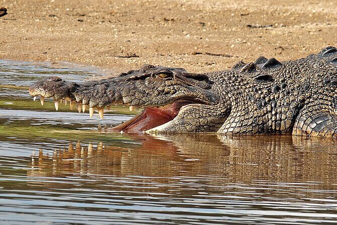 Daintree River Cruise - Authentic Experiences Highlighted in Reviews