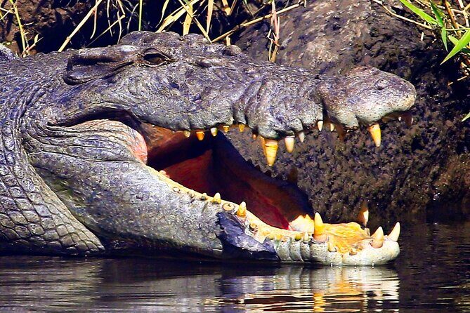 Daintree River Cruise - Who Should Book This Tour?