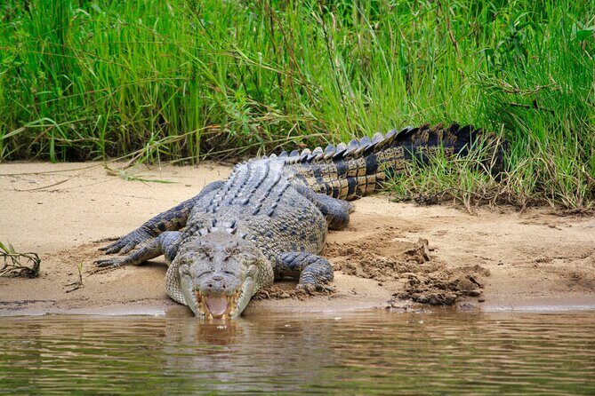 Daintree River Cruise - FAQ