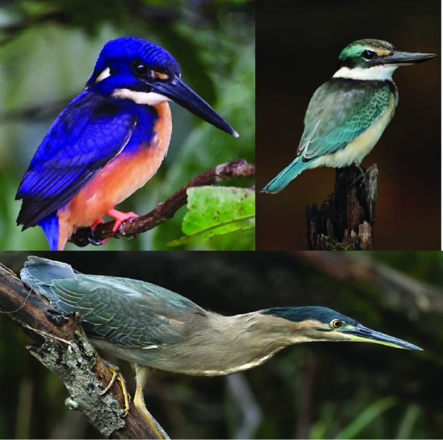 Daintree River Rainforest: Crocodile & Wildlife Cruises (DG) - Key Points