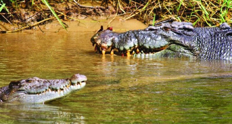 Daintree River Rainforest: Crocodile & Wildlife Cruises (DG) - In-Depth Review of the Daintree River Crocodile & Wildlife Cruises