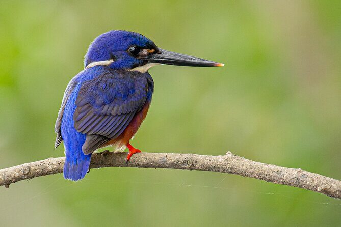 Daintree River 'Sunset' Cruise with the Daintree Boatman - Who Should Consider This Tour?