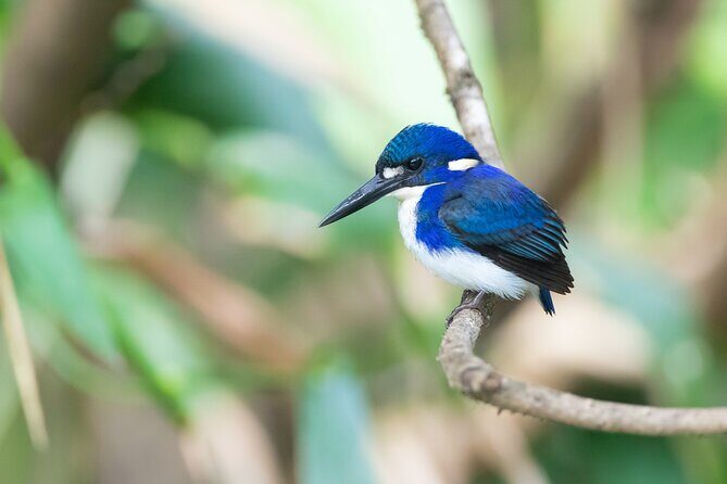 Daintree River 'Sunset' Cruise with the Daintree Boatman - Final Thoughts