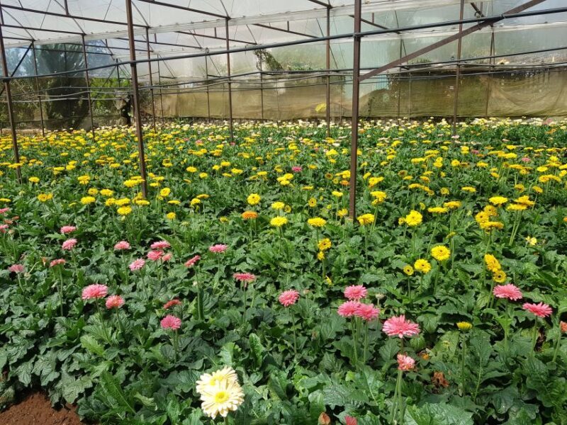 Dalat: Countryside Tour with Silk Village & Elephant Falls - Dalat: Countryside Tour with Silk Village & Elephant Falls