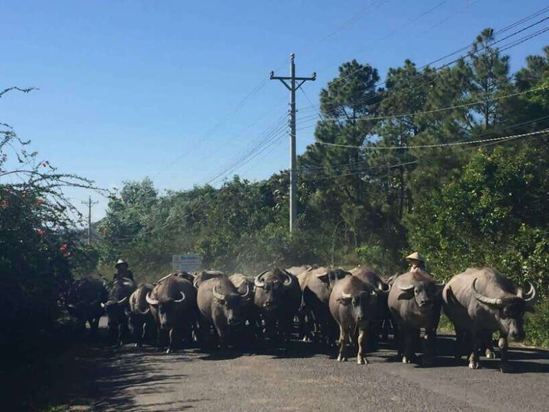 Dalat: Elephant and Pongour Waterfalls - Countryside Tour - Key Points