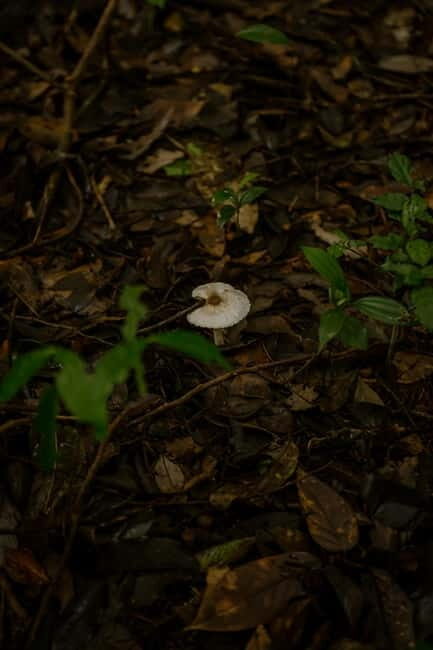 Dalat: Qung Tha Village Hiking & Tuyen Lam Lake BBQ Lunch - Detailed Tour Review