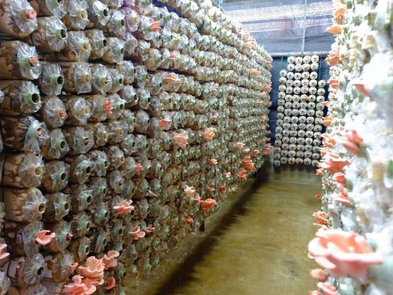 Dalat to Cat Tien National Park & Ho Chi Minh (2 or 3 Days) - Key Points