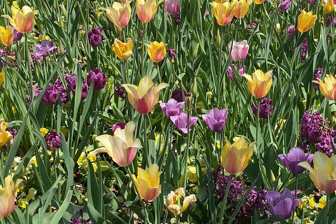 Dallas Arboretum and Botanical Gardens Tour - Key Points