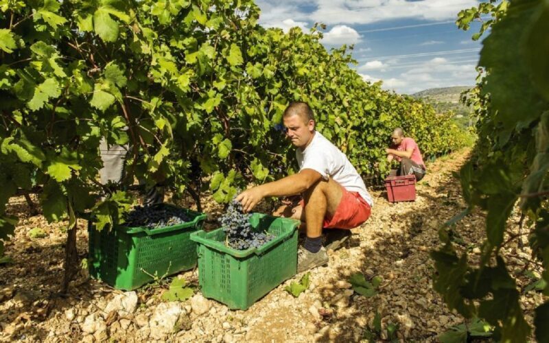 Dalmatian Delights: Food & Wine Tour from Split or Trogir - Introduction