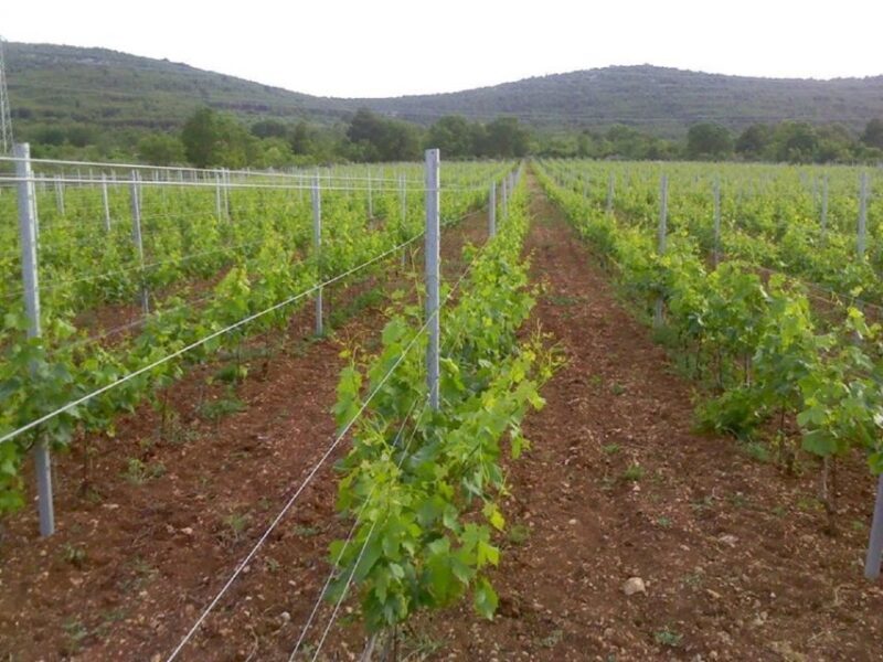 Dalmatian Delights: Food & Wine Tour from Split or Trogir - The Traditional Dalmatian Dinner