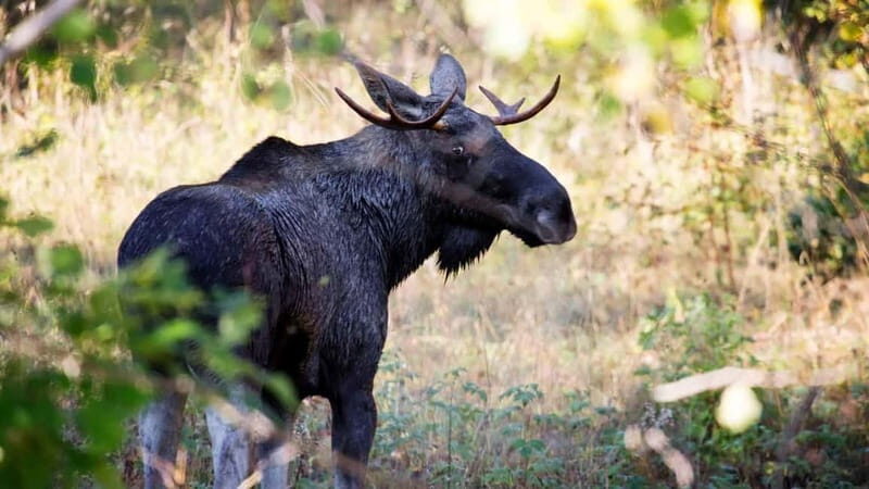 Dals Långed: Moose Park Guided Tour with Feeding - What You Can Expect from the Dals Långed Moose Park Tour