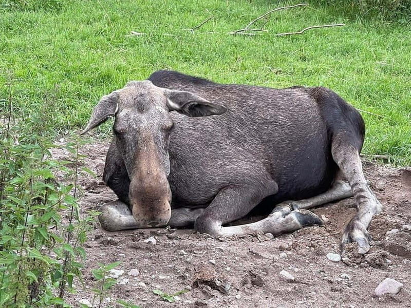 Dals Långed: Moose Park Guided Tour with Feeding - Authentic Experiences and Real-World Feedback