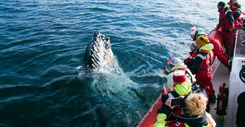 Dalvík: Whale Watching Speedboat Tour - A Detailed Look at the Dalvík Whale Watching Speedboat Tour