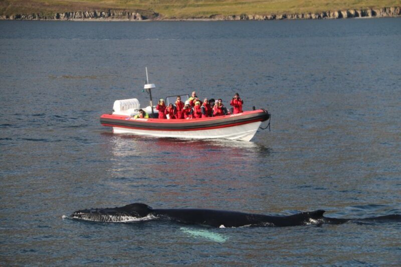 Dalvík: Whale Watching Speedboat Tour - Who Should Consider This Tour?