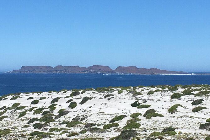 Dama Island or Chañaral Navigation Tour Humboldt Penguin Reserve - An In-Depth Look at the Tour Experience