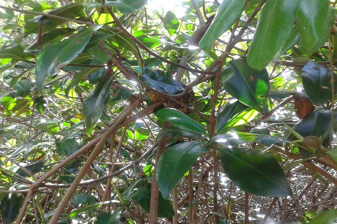 Damas Island Mangrove Boat Tour from Manuel Antonio - FAQ