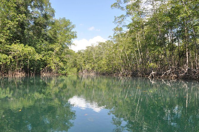Damas Island Mangrove Boat Tour with Wildlife from Manuel Antonio - Key Points